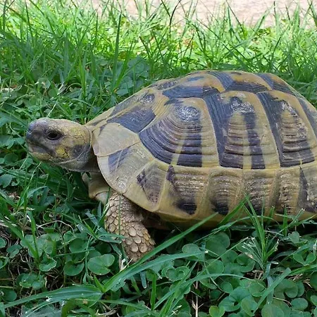 Epavlis Meteora